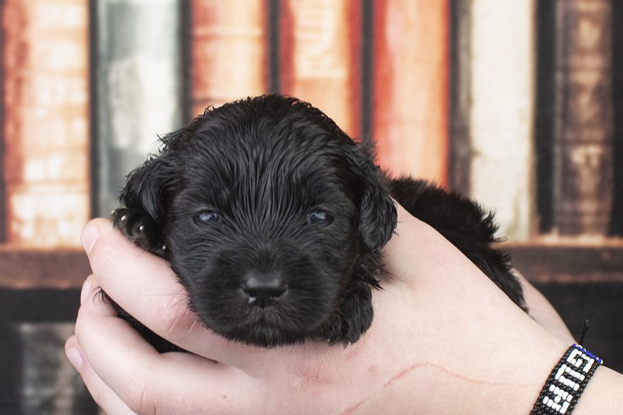 Black with white paws female-wk2