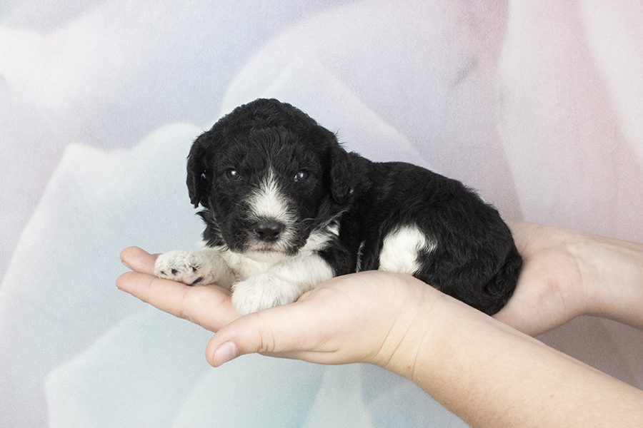 Black,white parti male- wk2