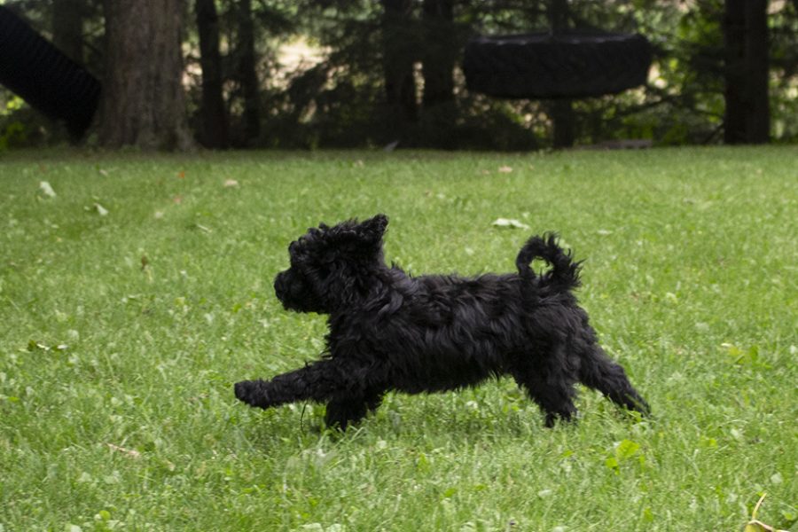 Buddy running