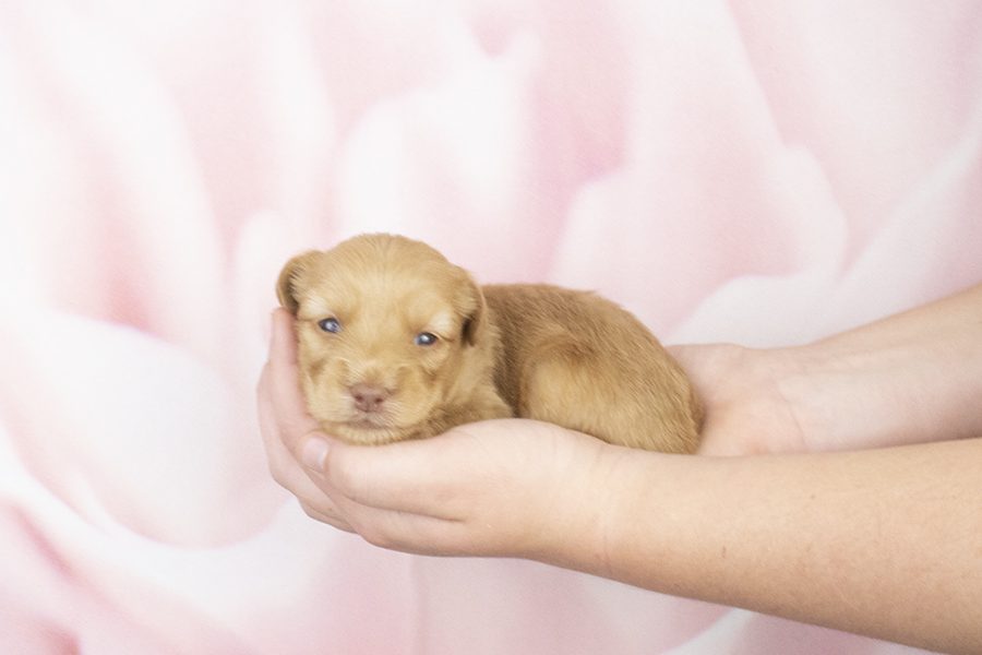 Caramel Fleece Straight Female
