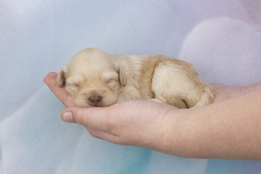 Caramel no white M- wk2