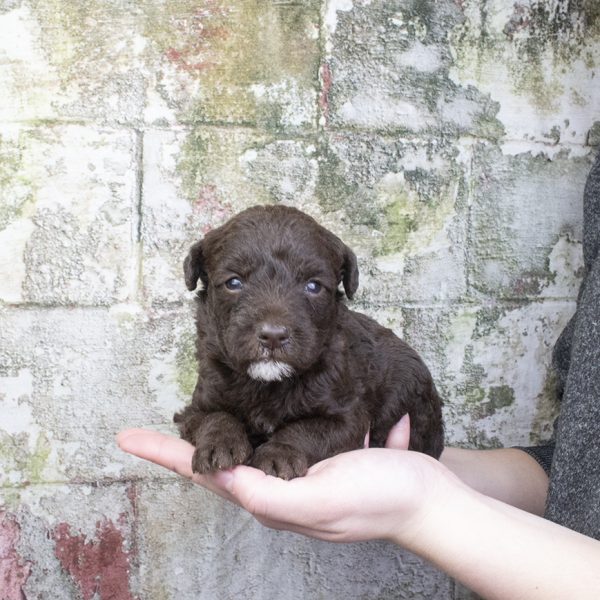 Choc Female- wk4