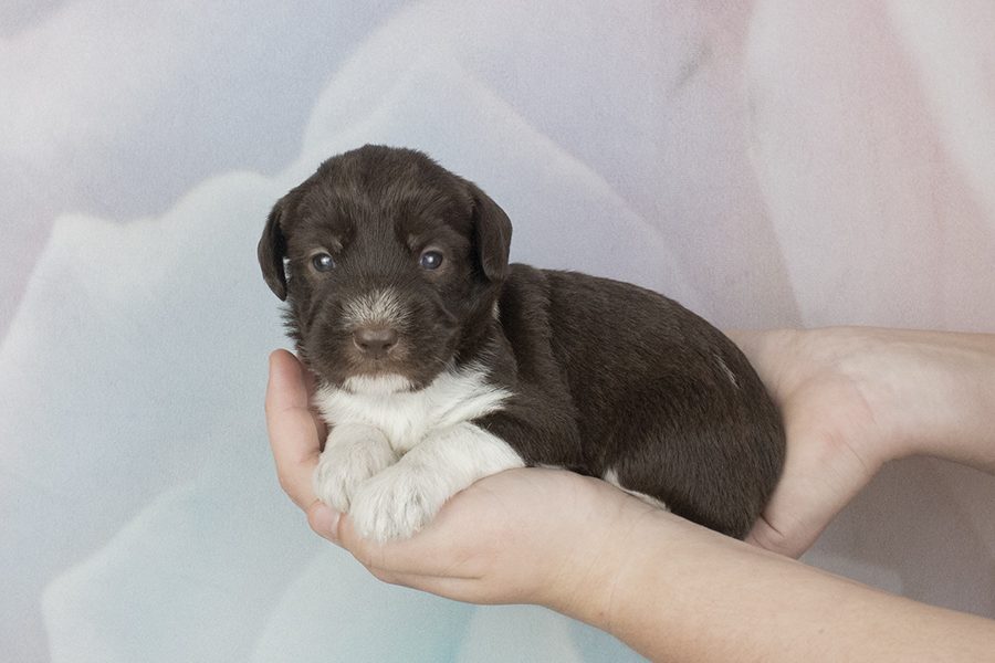 Choc choc, white parti male- wk2