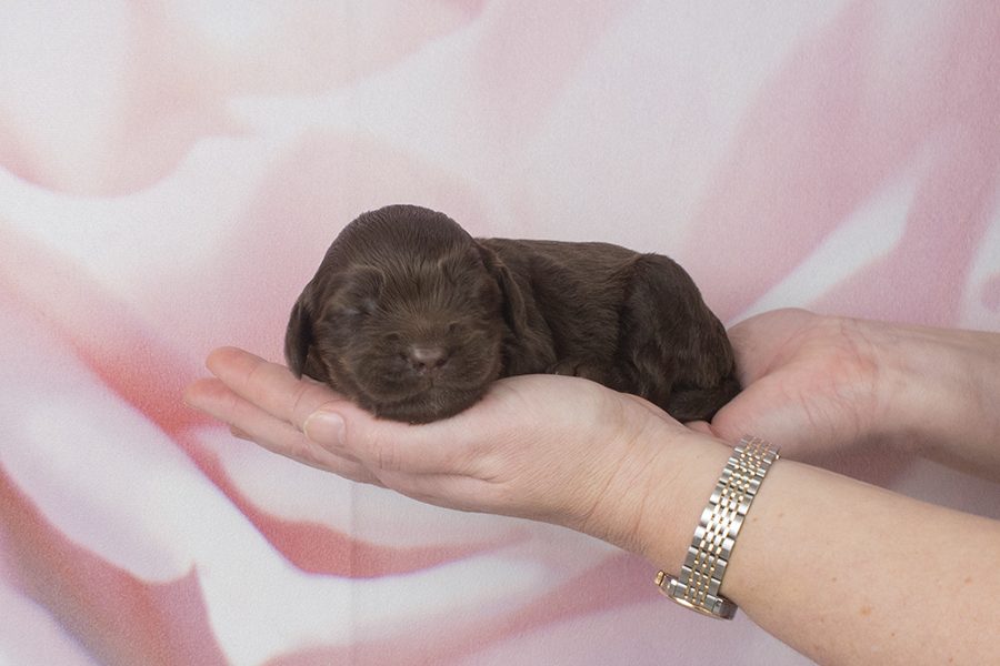 Choc white blaze M- wk2