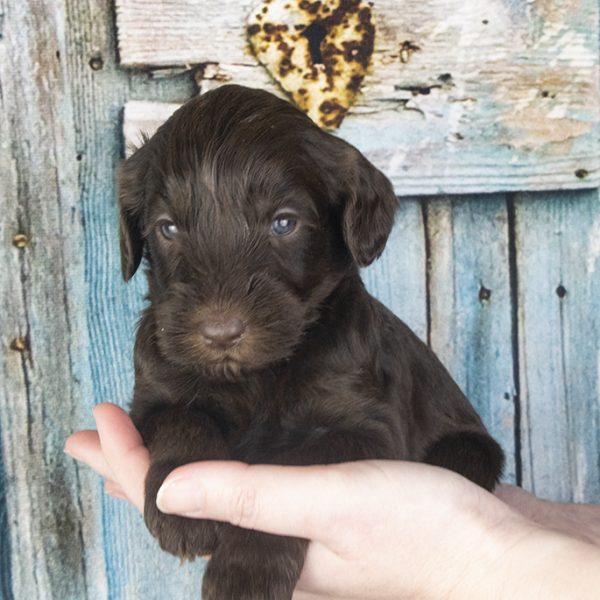 Chocolate F 4 weeks Chocolate F 4 weeks