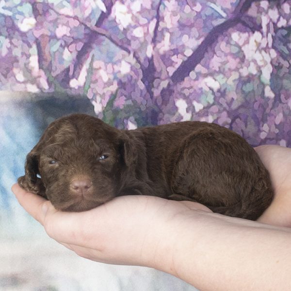 Chocolate Female – wk2 Chocolate Female - wk2