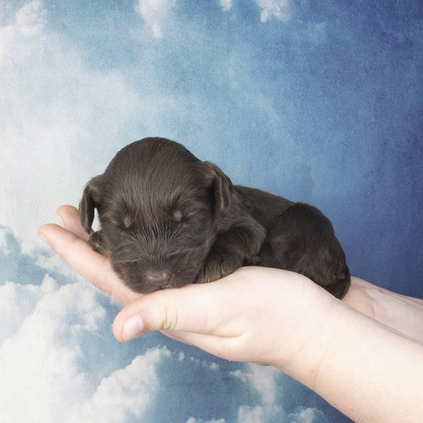 Chocolate Female-wk2 Chocolate Female-wk2