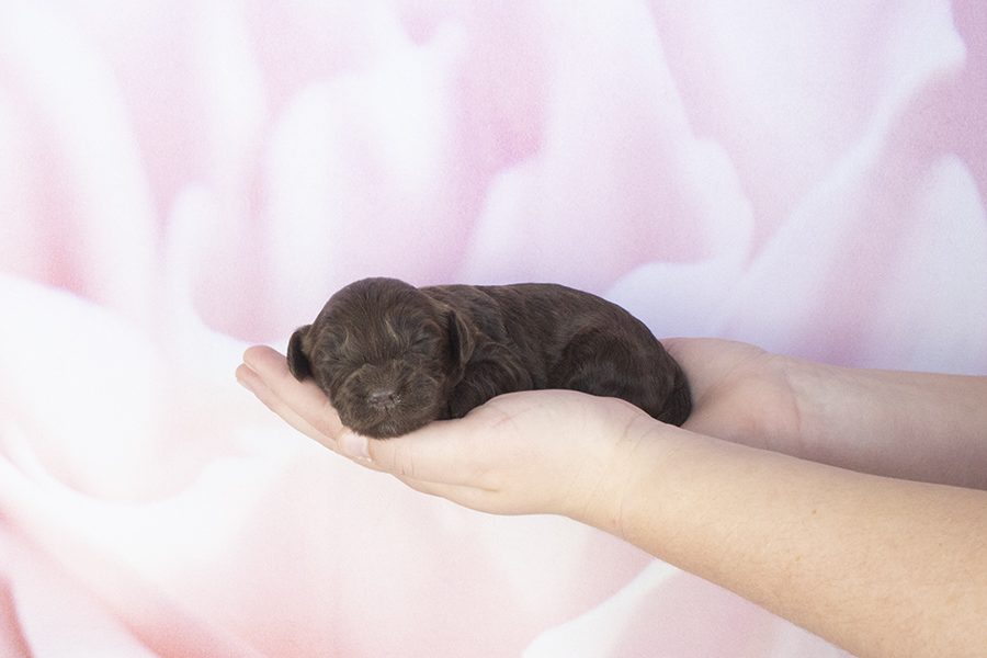 Chocolate Female-wk2