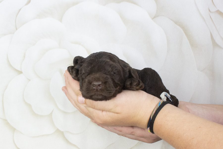 Chocolate M- wk2 Chocolate M- wk2