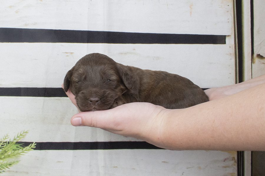 Chocolate Sable male- wk2