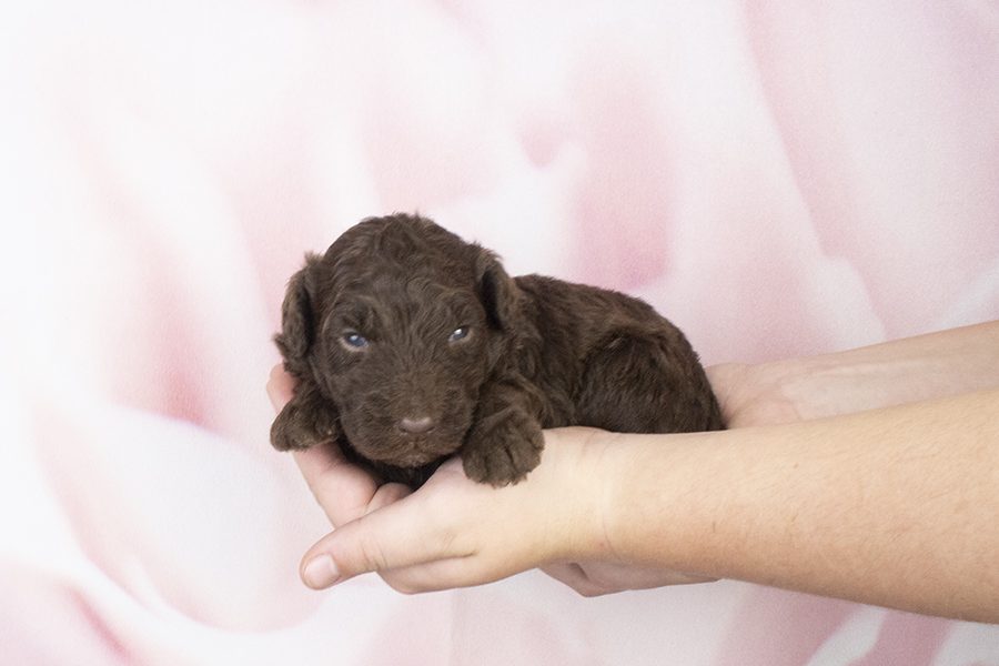 Chocolate Spiral Male Chocolate Spiral Male