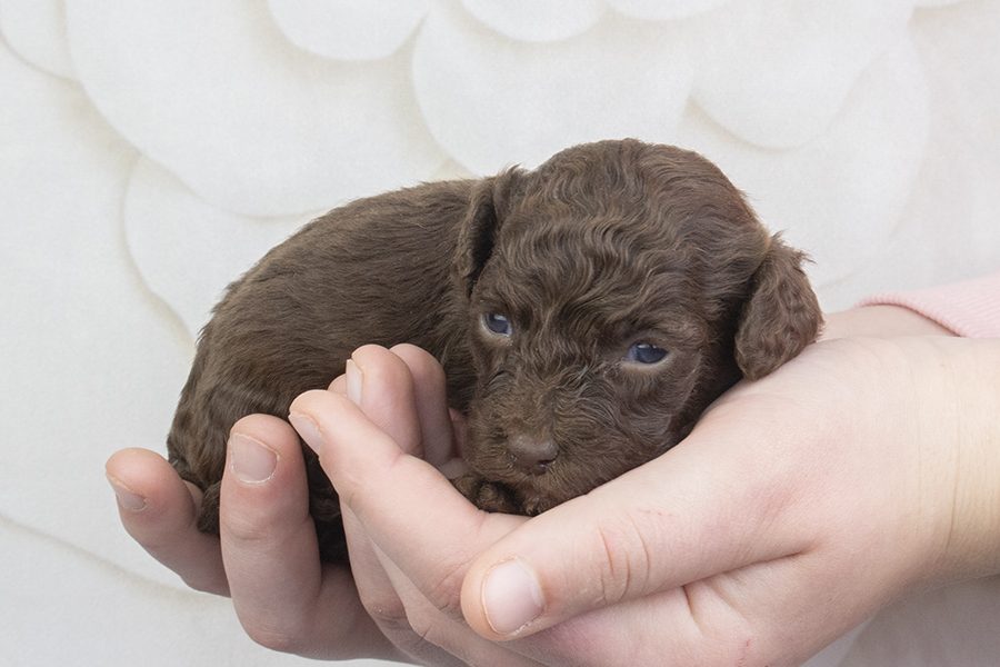 Chocolate female-wk2