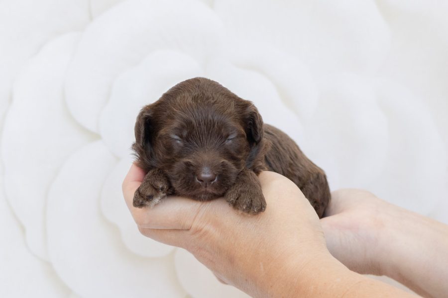 Chocolate fleece F- wk2 Chocolate fleece F- wk2