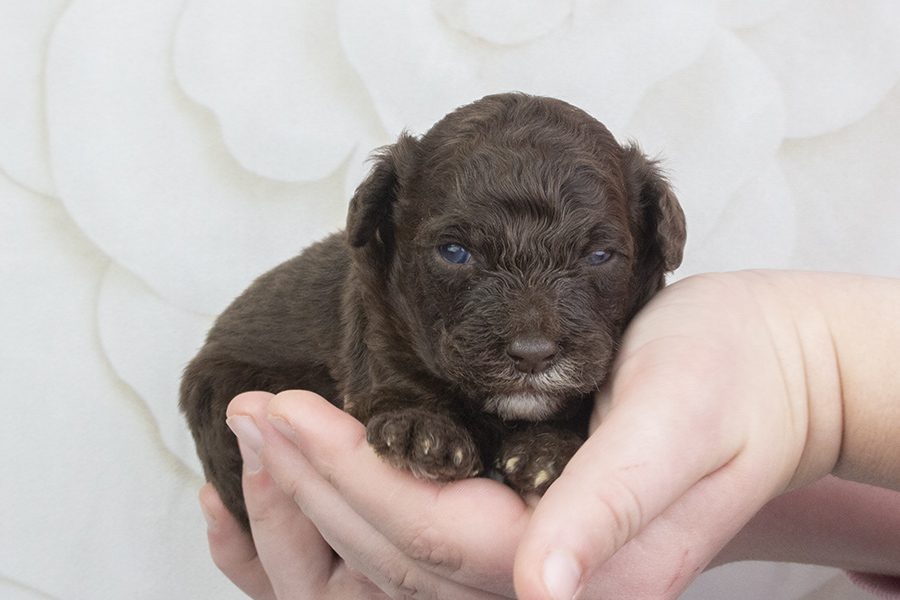 Chocolate-white blaze and paws male-wk2