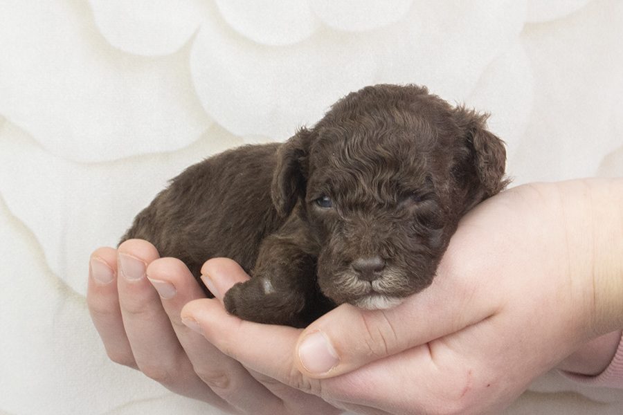 Chocolate-white blaze and paws spiral male-wk2