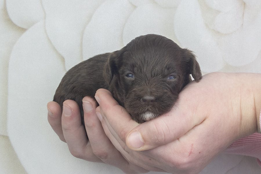 Chocolate-white chest and chin female-wk2