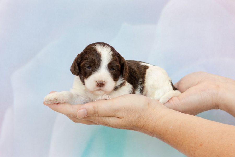 Chocolate-white parti loose fleece more white face M- wk2 Chocolate-white parti loose fleece more white face M- wk2