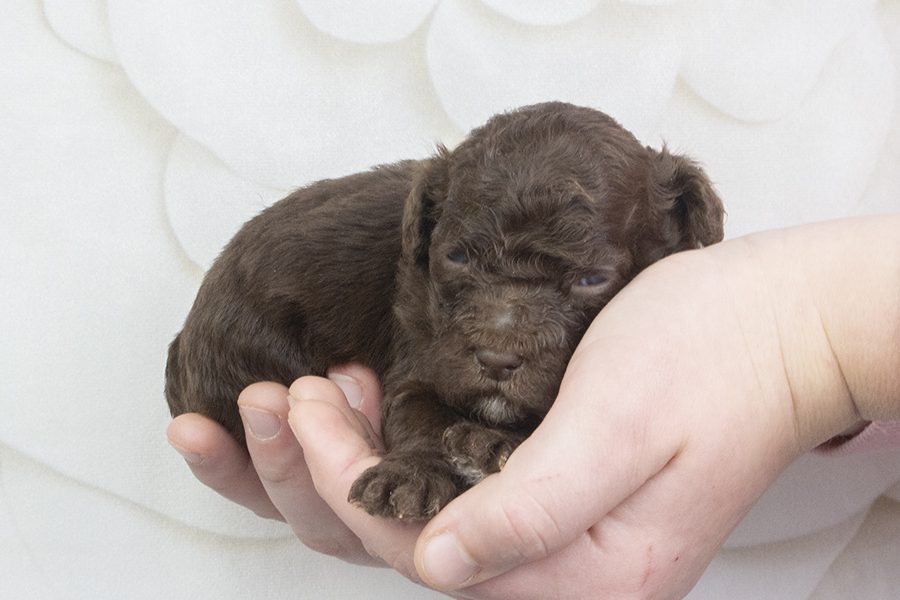 Chocolate-white paws, small blaze female