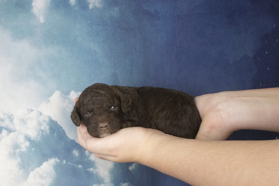 Curly Chocolate Male