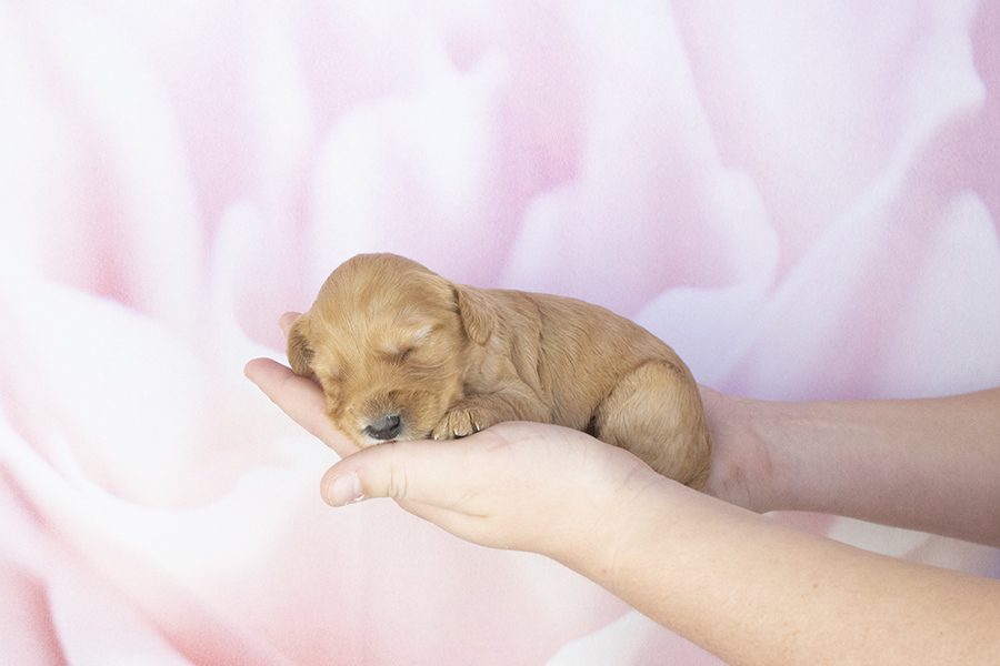 Dark Apricot Male-wk2