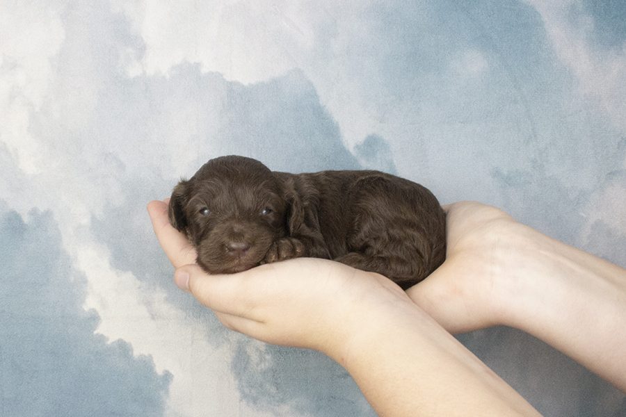 Dark Chocolate Big Head Female