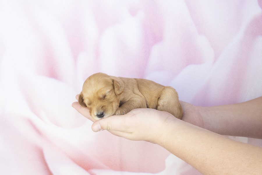Darker Apricot Female-wk2