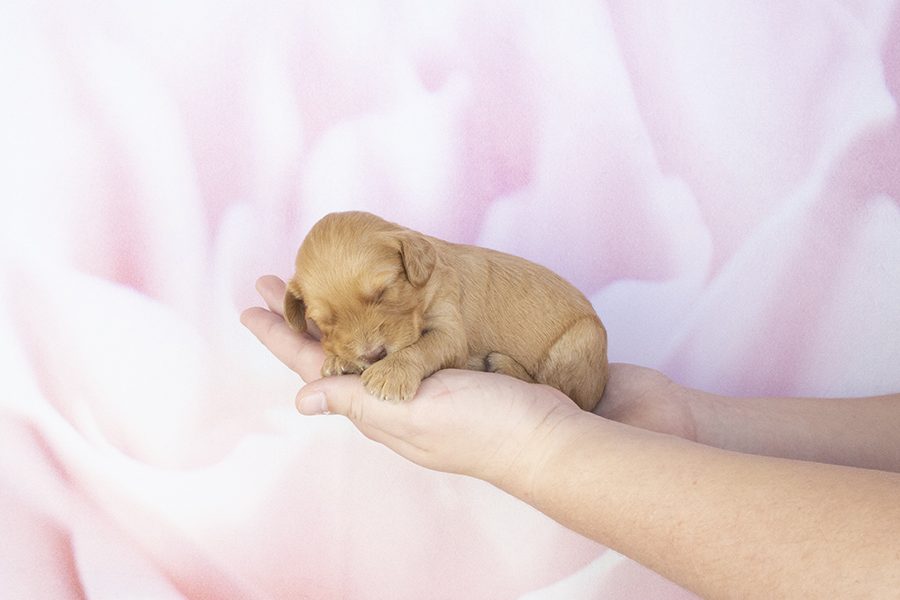 Darker Caramel Female-wk2