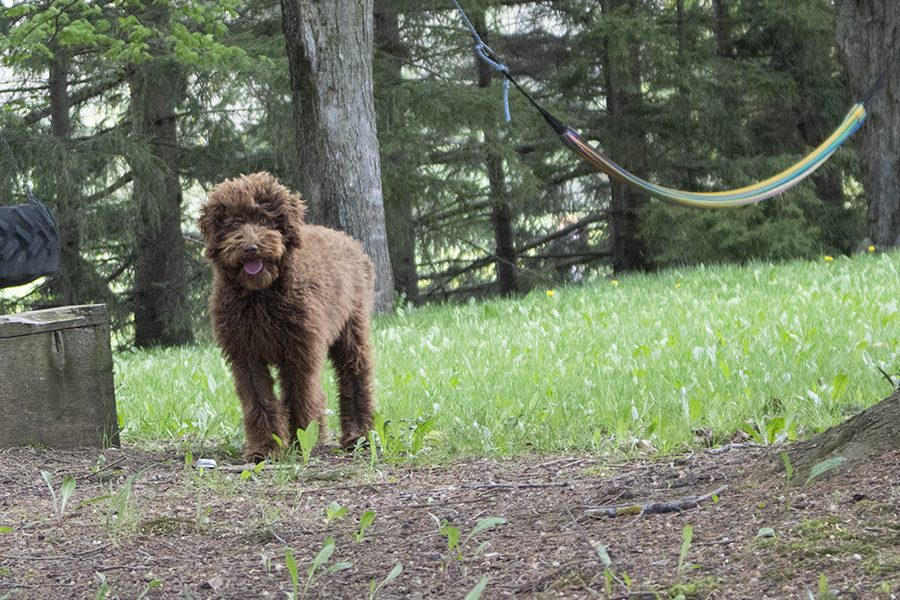 Dora pic 1