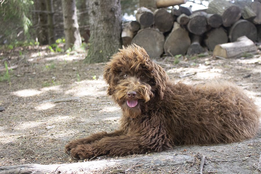 Dora pic 2