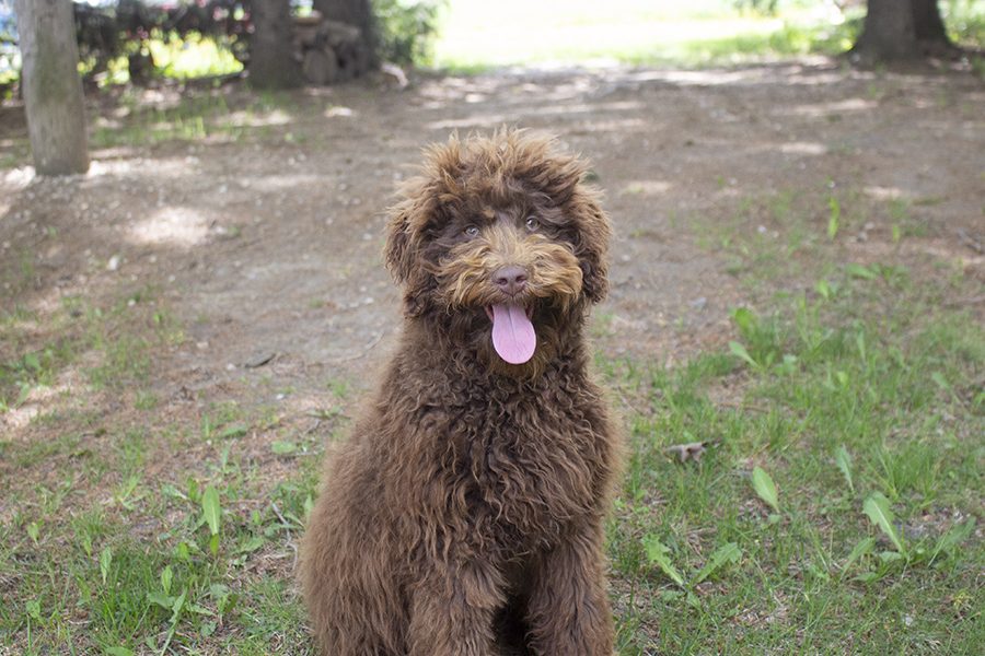 Dora pic 4