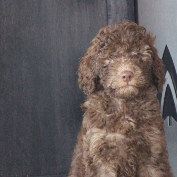 Face Adsila as a puppy