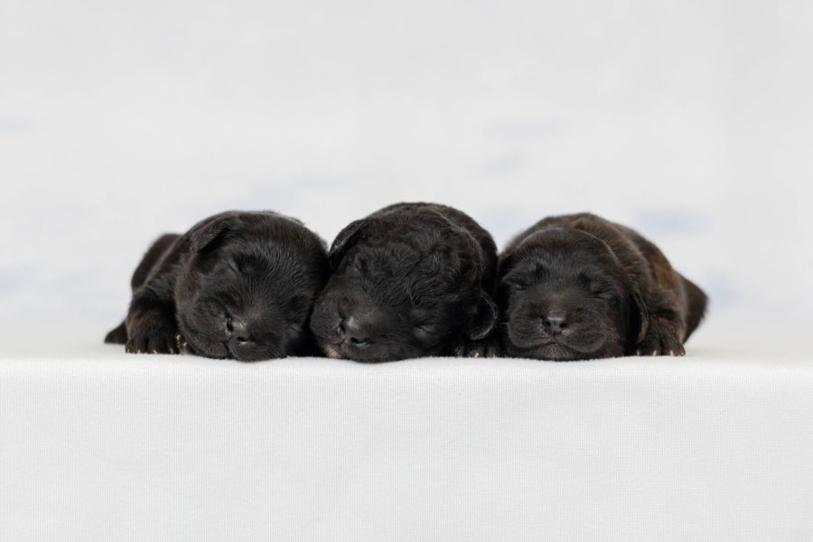 Faces