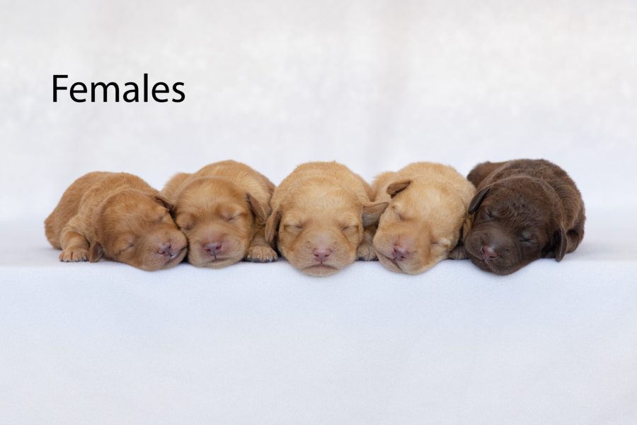 Females