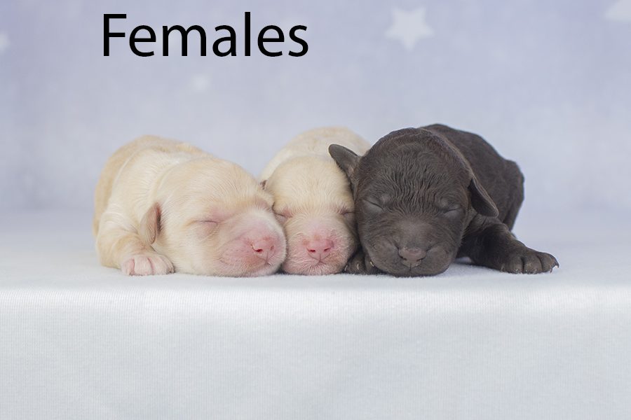 Females