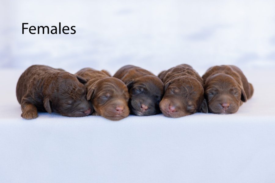 Females