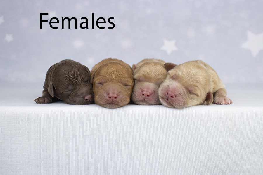 Females Females