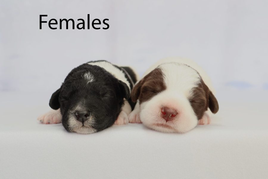 Females