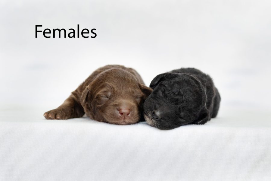 Females