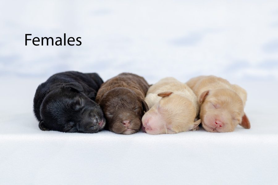 Females