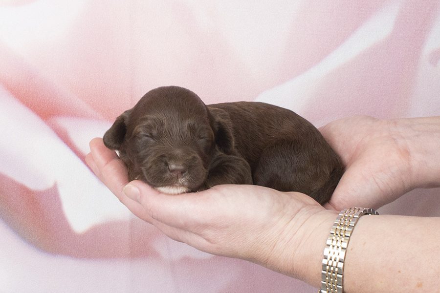 Fleece choc white chin, chest F- wk2