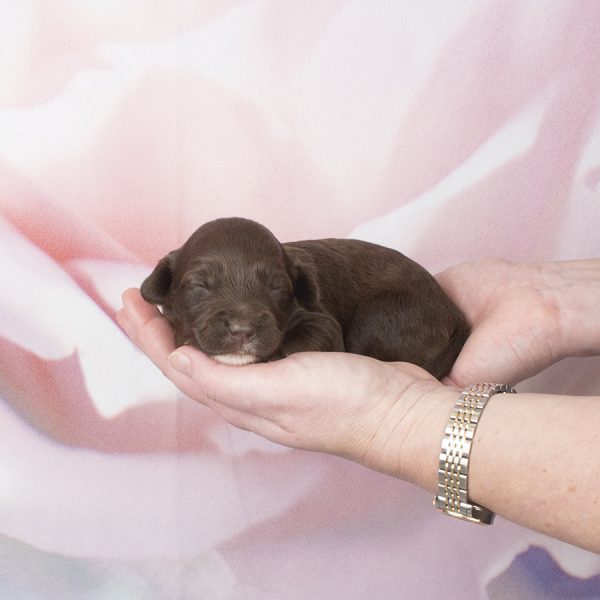 Fleece choc white chin, chest F- wk2