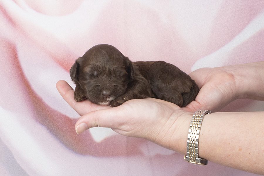 Fleece choc white chin, neck, chest F- wk2 Fleece choc white chin, neck, chest F- wk2