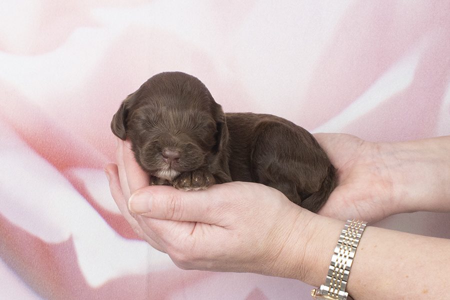 Fleece choc white chin, neck, chest, toes F- wk2 Fleece choc white chin, neck, chest, toes F- wk2