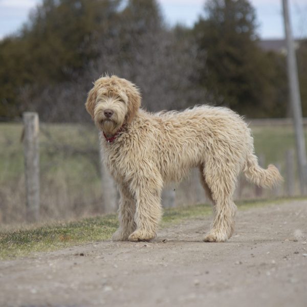 Hotah standing on land 6 months3206