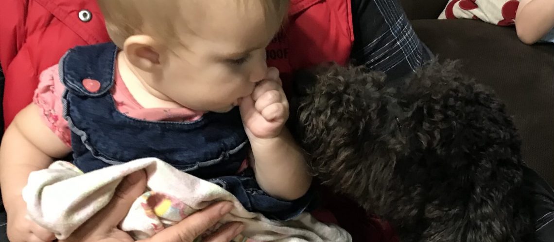 Introducing your Cobberdog to your new baby