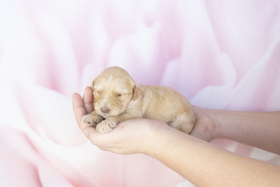 Light Caramel White Female-wk2 Light Caramel White Female-wk2