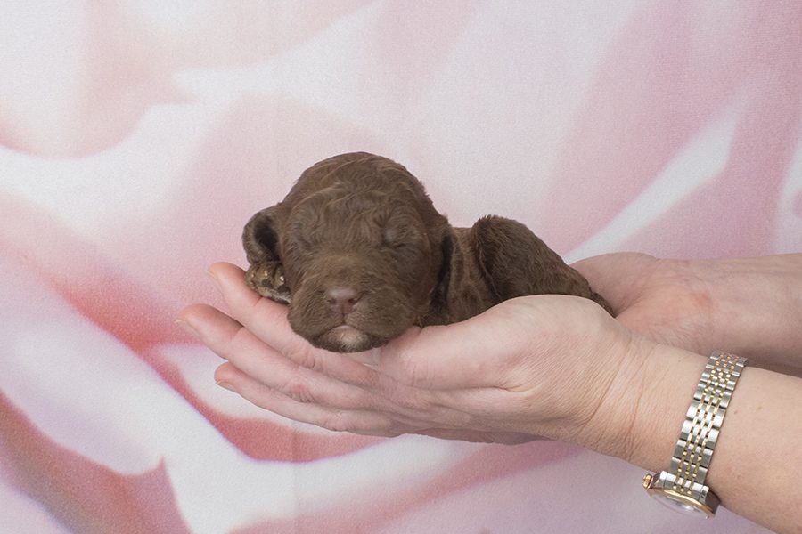 Light choc spiral, whicte chin toes F- wk2