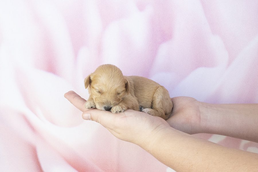 Lil Apricot Female-wk2