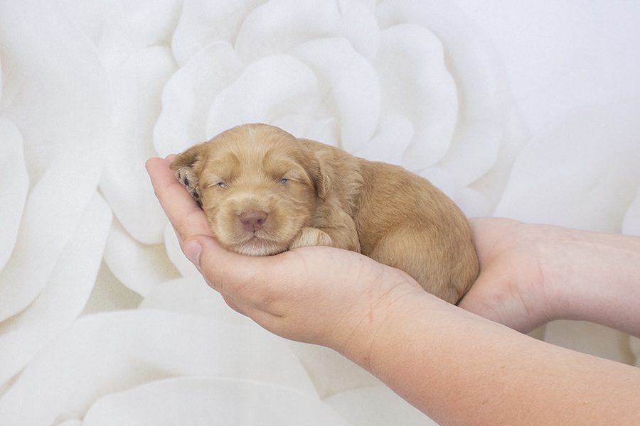 Lil caramel fleece M- wk2 Lil caramel fleece M- wk2
