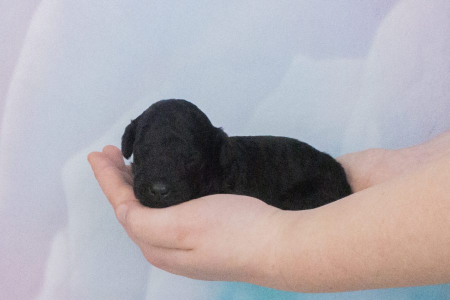 Lil spiral black M- wk2,2